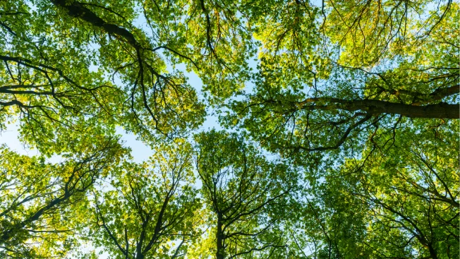 Co to znaczy, że terapia czaszkowo-krzyżowa jest biodynamiczna?